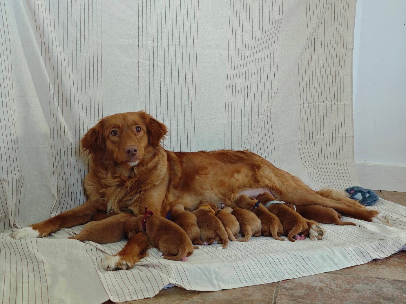 Naissance de 10 beau bébés !!!